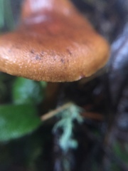 Cortinarius aurantiobasis