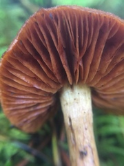 Cortinarius aurantiobasis