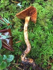 Cortinarius aurantiobasis