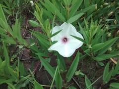 Ipomoea longifolia