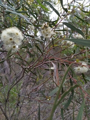 Eucalyptus viridis