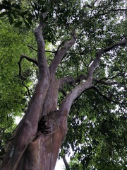Eugenia candolleana