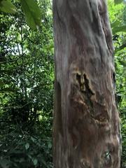 Eugenia candolleana