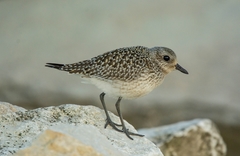 Pluvialis squatarola
