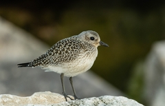 Pluvialis squatarola