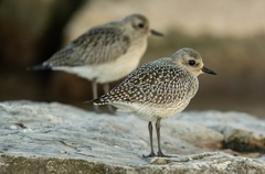 Pluvialis squatarola