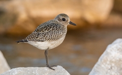 Pluvialis squatarola