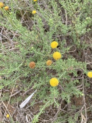 Pentzia calcarea