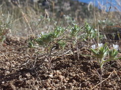 Eriastrum diffusum