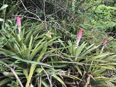 Quesnelia quesneliana