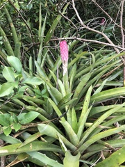 Quesnelia quesneliana