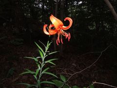 Lilium amabile