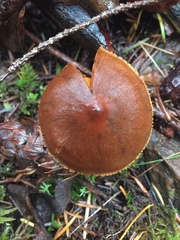Cortinarius aurantiobasis