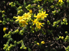 Euryops candollei