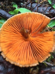 Cortinarius aurantiobasis