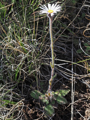 Felicia rosulata