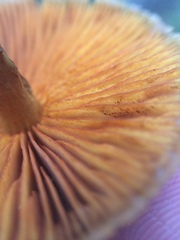 Cortinarius aurantiobasis