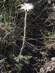 Felicia rosulata