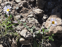 Felicia rosulata