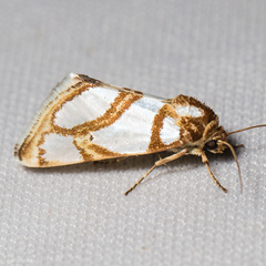 Argentostiria koebelei