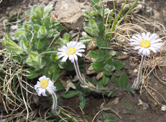 Felicia rosulata
