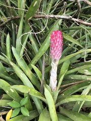 Quesnelia quesneliana