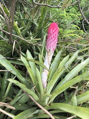 Quesnelia quesneliana