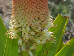 Kniphofia northiae