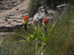 Kniphofia northiae