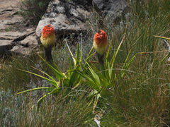 Kniphofia northiae
