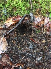 Elaphomyces granulatus