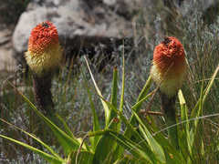 Kniphofia northiae