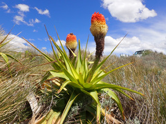 Kniphofia northiae