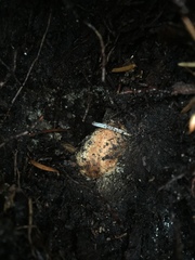 Elaphomyces granulatus