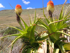 Kniphofia northiae