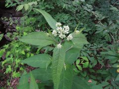 Eupatorium chinense