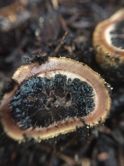 Elaphomyces granulatus