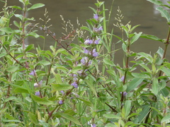 Hygrophila pogonocalyx