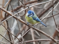 Cyanistes caeruleus