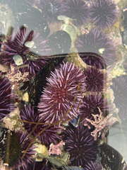 Strongylocentrotus purpuratus