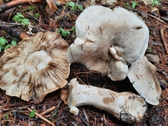 Tricholoma pardinum
