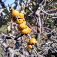 Cerococcus quercus