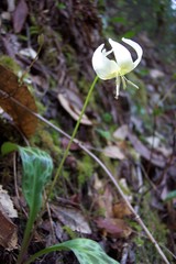 Erythronium citrinum