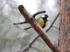 Parus major