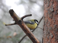 Parus major
