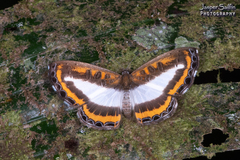 Nymphidium carmentis