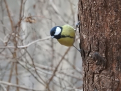Parus major