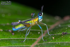 Eumastax