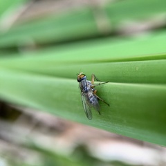 Pygophora apicalis