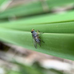 Pygophora apicalis